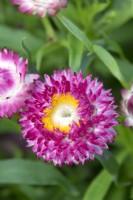 Helichrysum bracteatum pink.