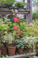 Nerine and Pelargoniums in terracotta pots in greenhouse staging