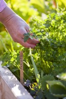 Woman picking parsley from a raised bed.