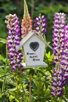Birdhouse in border with lupins.