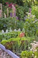 Raised beds in kitchen garden with rows of lettuce and onion, combined with flowers such as borage, chives and lupins.