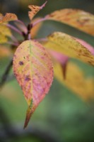 Cherry leaf turning colour in November
