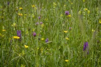 Meadow filled with grasses and wildflowers