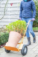 Woman moving potted Geranium with a sack barrow