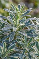 Euphorbia characias 'Silver Swan' variegated leaves in winter - December