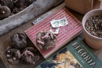 Potting up Begonia corms in potting shed. Useful gardening books and corms ready for repotting
