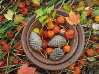 Physalis alkekengi - Chinese lantern in terra cotta pots with fir cones Mid November