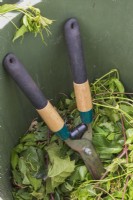 Garden shears in pile of trimmed deciduous tree leaves and Vitis - Vines inside collecting bin - June
