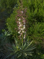 Yucca gloriosa 'Variegata' in flower early November