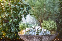 Winter container planted with bulbs and evergreen plants