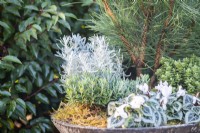 Helichrysum 'Korma' and Andromeda 'Blue Ice' in a winter container
