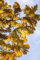 Quercus frainetto - Hungarian oak - October.