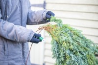 Woman using wire to secure conifer branches to the hazel stick