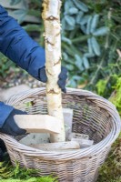 Woman placing bricks around the birch trunk in the basket to hold it in place
