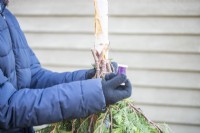 Woman using wire to tie conifer sprigs to the birch trunk
