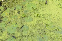 Nymphaea odorata - Waterlily leaves and Lemna minor - Duckweed on pond surface - June