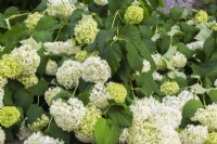 Hydrangea paniculata 'Limelight' lying on the ground from the weight of raindrops - June