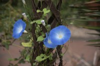 Ipomoea tricolor 'Heavenly Blue' - Morning Glory - September
