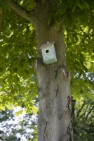 Bird nesting box in tree