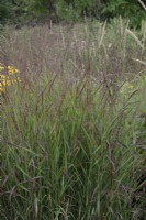 Panicum virgatum 'Shenandoah' - Switchgrass - September