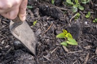Digging out persistent weeds with a trowel.  Bind weed
