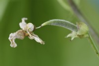 Phaseolus coccineus  'Hestia'  Dwarf runner bean  Dead flower on pea pod starting to grow  August