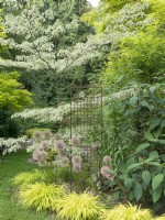 Garden view showing tiered branching of wedding cake tree underplanted with ornamental onions and All Gold Japanese forest grass. Metal lattice used to support plants