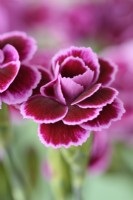 Dianthus  Pink Kisses  'Kledg12163'  June
