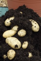 Solanum tuberosum  'Sharpe's Express'  First early potato grown in a tub of compost  June
