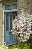 Jasminum polyanthum trained beside front door of Victorian house - May
