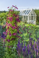 Clematis 'Madame Julia Correvon' trained over wirework obelisk in herbaceous border. Wooden greenhouse in background. June