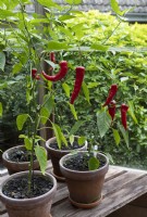 Chilli pepper 'Cyclon' growing in large terracotta pots in cool greenhouse, fruits, late summer