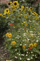 Mixed wildflower planting with sunflowers, chamomile, daisies, poppies, mainly Compositae in walled garden