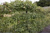 Pyrus 'Hessle', Espalier pear in walled vegetable garden, 