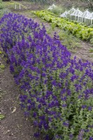 Salvia horminium, Clary Sage 'Blue Denim' in walled vegetable garden