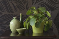 Pilea peperomioides on dark wood surface with wallpapered wall - Chinese Money Plant
