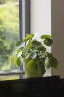 Pilea peperomioides on kitchen windowsill - Chinese Money Plant