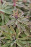 Euphorbia 'Baby Charm'