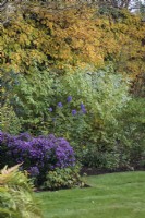 Autumn garden border with Aconitum carmichaelii 'Arendsii', Aster 'Samoa', Cornus 'Midwinter Fire' and Hydrangea anomala subsp petiolaris - October