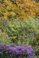 Autumn garden border with Aconitum carmichaelii 'Arendsii', Aster 'Samoa', Cornus 'Midwinter Fire' and Hydrangea anomala subsp petiolaris - October