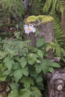 Anemone hupehensis growing in shady woodland area with tree stumps - Japanese anemone
