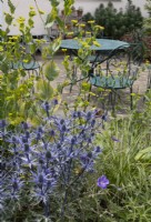 Eryngium in raised bed, with patio furniture in background