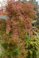 Autumn foliage of Jasminum officinale - common jasmine - growing on a wooden pergola