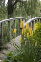 Kniphofia 'Toffee Nose', by bridge over stream, Ulting Wick, Essex