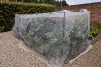 Raised brassica bed protected by insect repellent cover, fine gauze