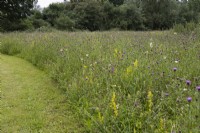 Galium verum, Centaurea nigra and Anthemis arvensis in wildflower meadow, Ladies Bedstraw, Common Knapweed and Corn Chamomile, Ulting Wick, Essex