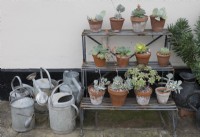 House leek collection displayed on metal frame, with watering cans