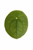 Pilea peperomioides on white background - Chinese Money Plant