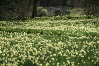 Narcissus pseudonarcissus in March