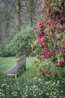 Deep pink rhododendron and wooden bench surrounded by wild daffodils, Narcissus pseudonarcissus, at Perrycroft, Herefordshire in March